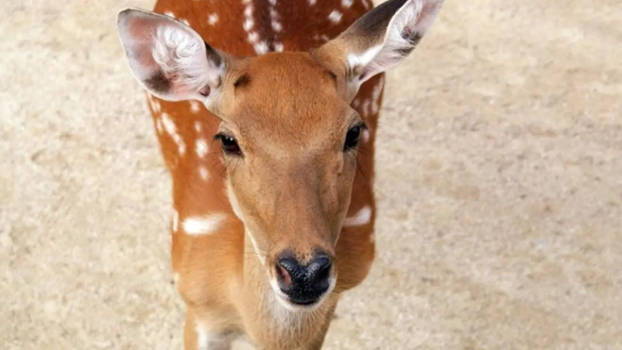 Benog Wildlife Sanctuary Ridge — The Forest Viewpoint - Mussoorie Travel & Tourism